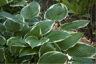 Hosta 'Francee' (474_0.jpg)