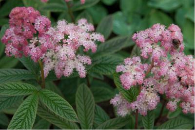 Rodgersia 'Chocolate Wings' (4816_1.jpg)