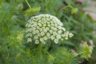 Ammi visnaga 'Green Mist' (4827_0.jpg)