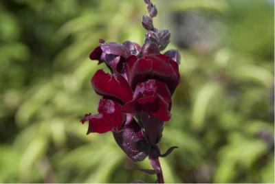 Antirrhinum majus 'Black Prince' (4832_1.jpg)