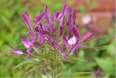 Cleome hassleriana 'Violet Queen' (4871_1.jpg)