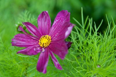 Cosmos bipinnatus 'Dazzler' (4881_0.jpg)