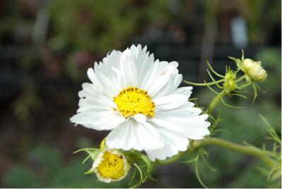 Cosmos bipinnatus 'Vega' (4882_0.jpg)