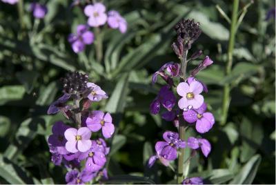 Erysimum 'Bowles Mauve' (4906_0.jpg)