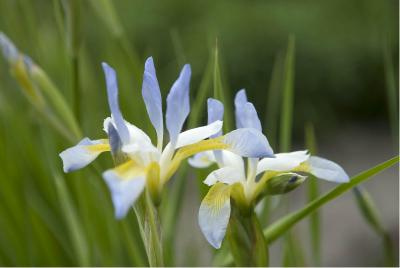 Iris 'Summer Sky' (498_1.jpg)