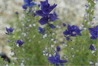 Salvia viridis 'Blue Bird' (5020_0.jpg)