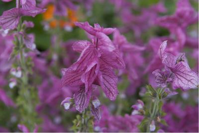 Salvia viridis 'Pink Gem' (5021_0.jpg)