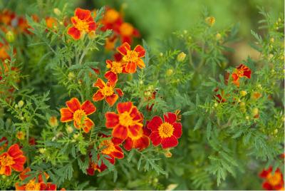 Tagetes tenuifolia 'Paprika Gem' (5036_0.jpg)