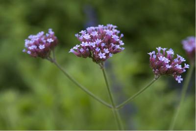 Verbena bonariensis (5050_0.jpg)