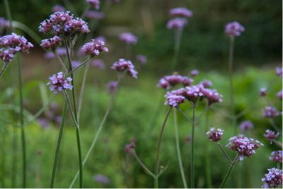 Verbena bonariensis (5050_1.jpg)