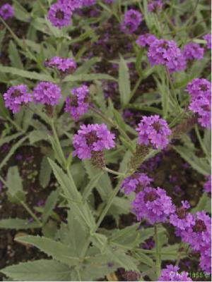 Verbena rigida (5052_0.jpg)