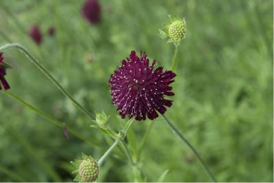 Knautia macedonica (506_0.jpg)