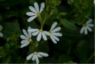 Scaevola aemula 'White' (5116_0.jpg)