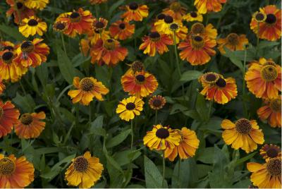 Helenium 'Sahin's Early Flowerer' (5131_0.jpg)