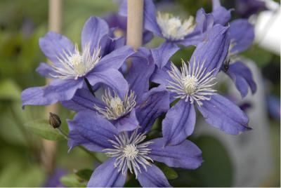 Clematis 'Arabella' (5139_0.jpg)