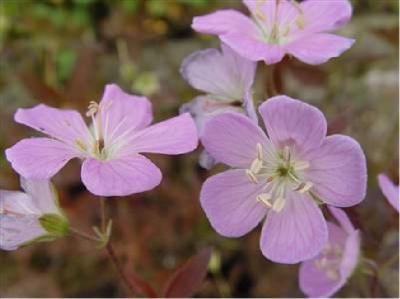 Geranium maculatum 'Elizabeth Ann' (5150_0.jpg)