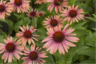 Echinacea 'Sundown' (5179_1.jpg)