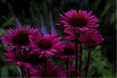 Echinacea purpurea 'Fatal Attraction' (5180_0.jpg)