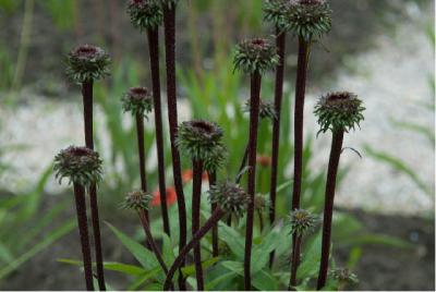 Echinacea purpurea 'Fatal Attraction' (5180_1.jpg)