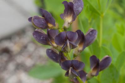 Baptisia 'Twilite Prairieblues' (5194_0.jpg)