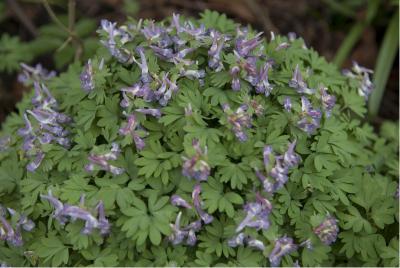 Corydalis solida (5199_0.jpg)