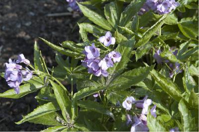 Cardamine pentaphylla (5208_0.jpg)