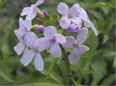 Cardamine bulbifera (5209_0.jpg)