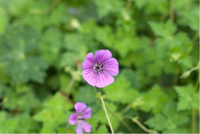 Geranium 'Pink Penny' (5241_0.jpg)