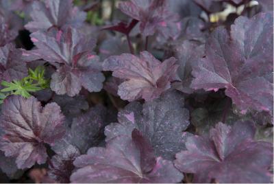 Heuchera 'Midnight Rose' (5242_0.jpg)