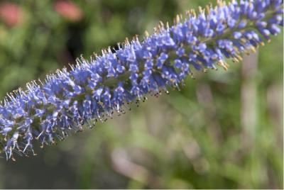 Veronicastrum virginicum 'Apollo' (5265_0.jpg)