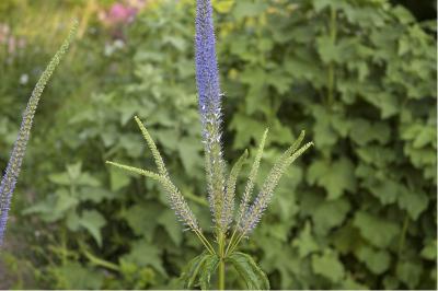 Veronicastrum virginicum 'Apollo' (5265_1.jpg)