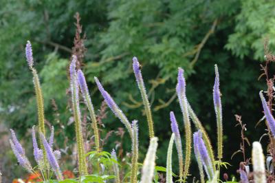 Veronicastrum virginicum 'Apollo' (5265_2.jpg)