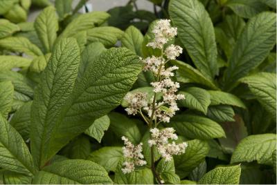 Rodgersia 'Borodin' (5285_0.jpg)