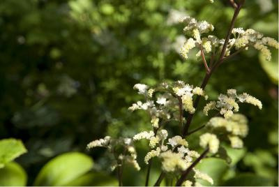 Rodgersia 'Borodin' (5285_1.jpg)