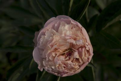 Paeonia 'Solange' (5293_0.jpg)