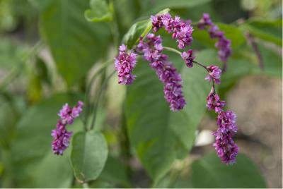 Persicaria orientalis (5340_0.jpg)