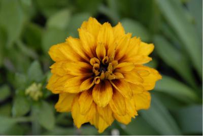 Rudbeckia hirta 'Cherokee Sunset' (5341_0.jpg)