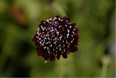 Scabiosa atropurpurea 'Black Knight' (5343_0.jpg)