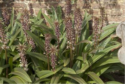 Eucomis comosa 'Sparkling Burgundy' (5350_0.jpg)