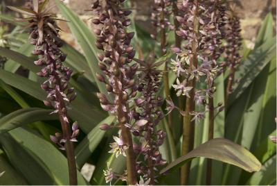 Eucomis comosa 'Sparkling Burgundy' (5350_1.jpg)