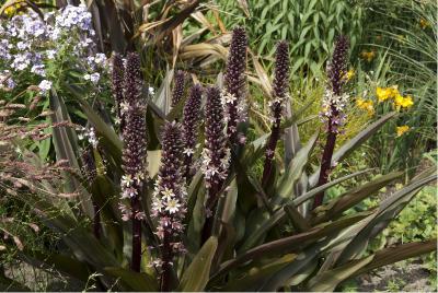 Eucomis comosa 'Sparkling Burgundy' (5350_2.jpg)