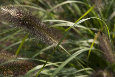 Pennisetum alopecuroides 'Moudry' (5377_0.jpg)