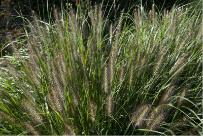 Pennisetum alopecuroides 'Moudry' (5377_1.jpg)