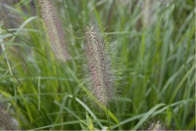 Pennisetum alopecuroides 'Moudry' (5377_2.jpg)