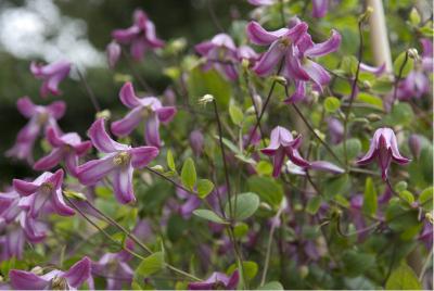 Clematis 'Odoriba' (5381_0.jpg)