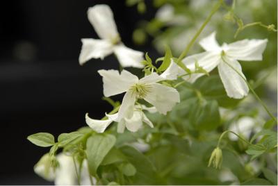 Clematis 'White Magic' (5386_0.jpg)