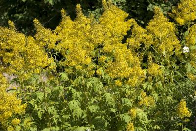 Ligularia tangutica (543_0.jpg)