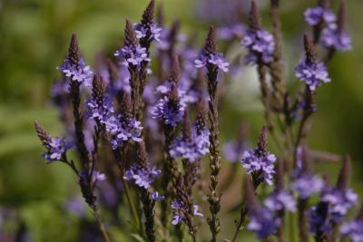 Verbena hastata 'Blue Spires' (5467_0.jpg)