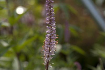 Veronicastrum virginicum 'Erica' (5473_0.jpg)