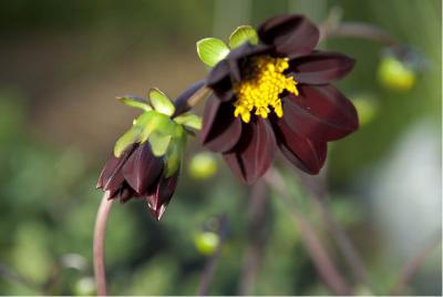 Dahlia 'Mexican Black' (5510_1.jpg)